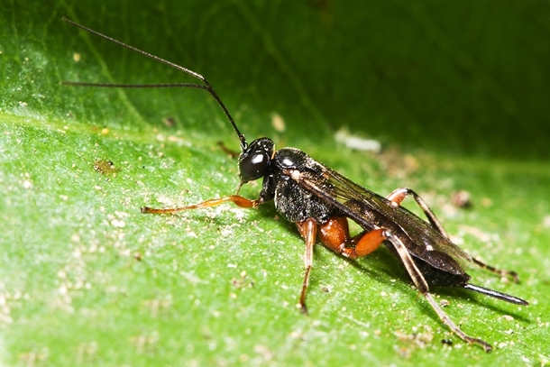 Ichneumonidae maltese